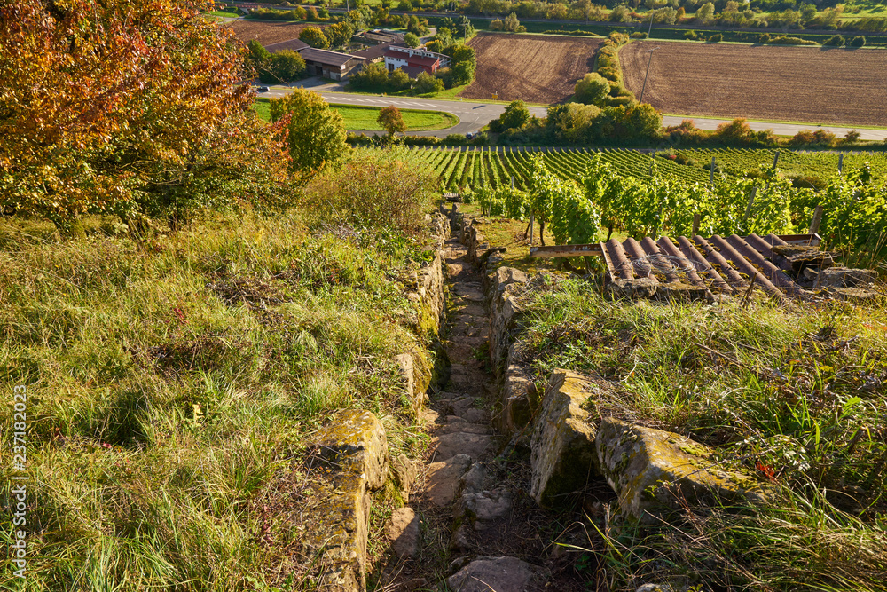 Obraz premium Weinberge und Mainaue im Abt-Degen-Weintal bei Ziegelanger, Ortsteil von Zeil am Main, Kreis Haßberge, Landkreis Hassberge, Unterfranken, Franken, Bayern, Deutschland.