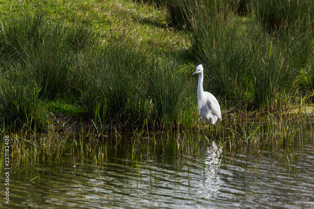 Obraz premium Little egret in Aiguamolls de l'Empordà Nature Reserve, Girona, Spain