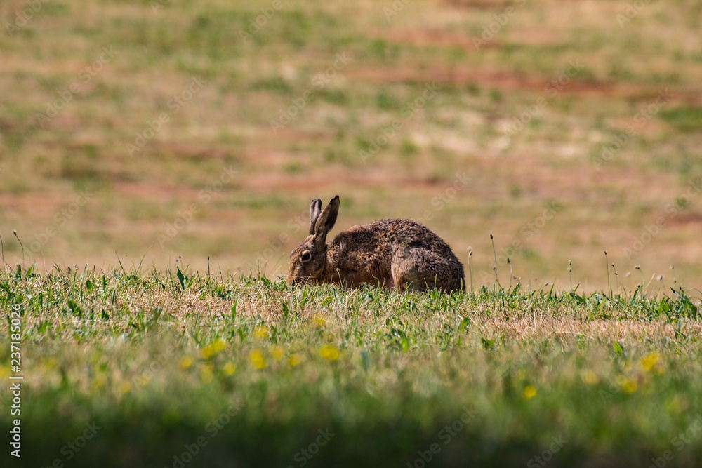 Fototapeta premium Feldhase, Hare