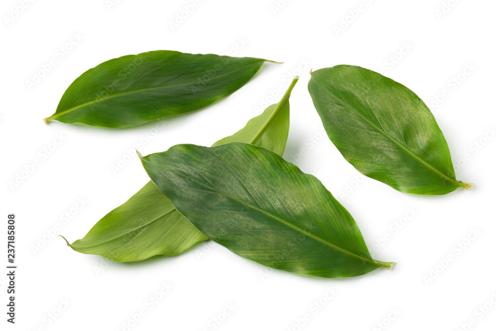 Green cardamom leaves Green cardamom leaves