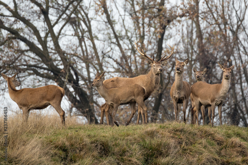 Naklejka premium Branco di cervi nelle Alpi (Cervus elaphus)