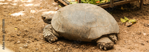 Animal: Burmese Black Tortoise (Manouria emys phayrei) or Burmese Mountain Tortoise lives mainly in moist tropical forest regions. It cannot tolerate hot, dry weather and need shady area to escape to photo
