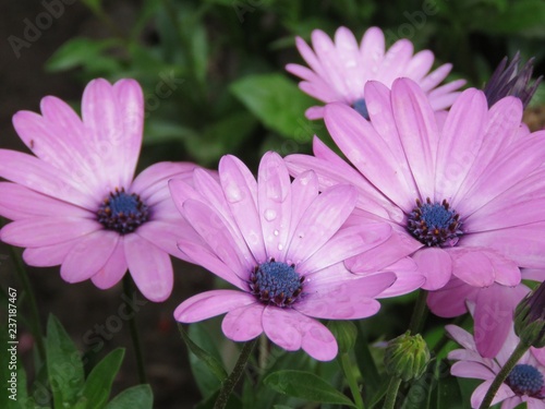 Fleurs violettes