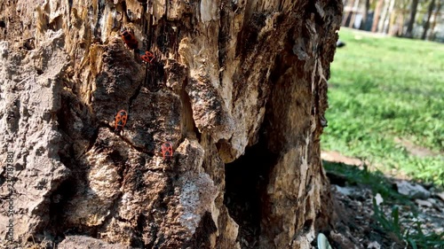 Colony old red bugs on old rotten stump.