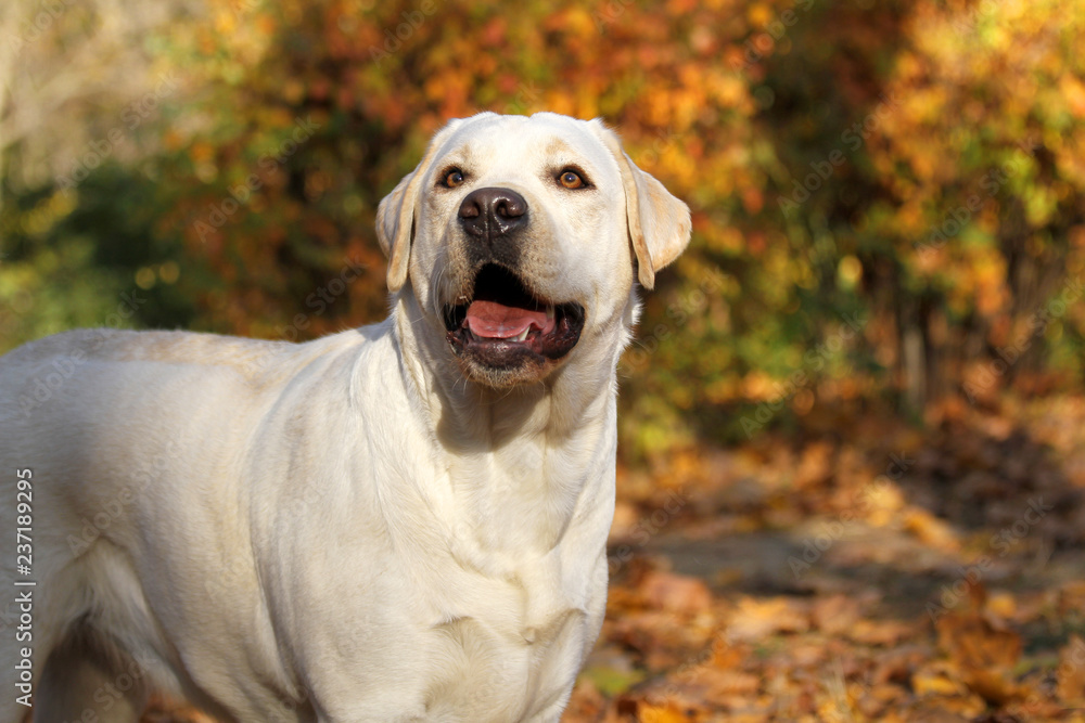 the yellow labrador in the park in autumn the yellow labrador in the park in autumn