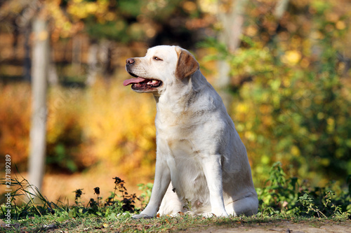 a yellow labrador in the park in autumn