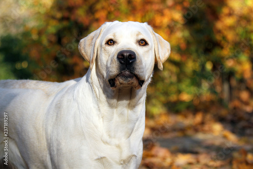 the sweet yellow labrador in the park in autumn © yarvet
