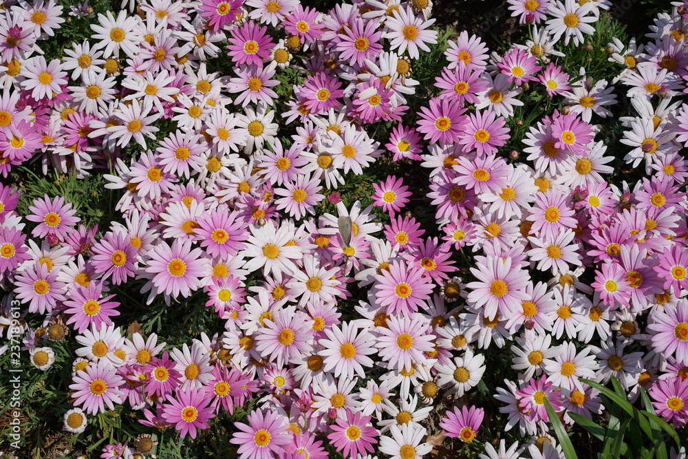A butterfly sitting on a field of white and pink flowers A butterfly sitting on a field of white and pink flowers