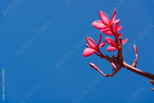 Pink plumeria
