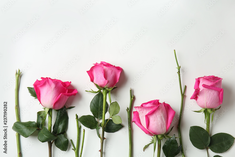 Beautiful pink roses on white background Beautiful pink roses on white background