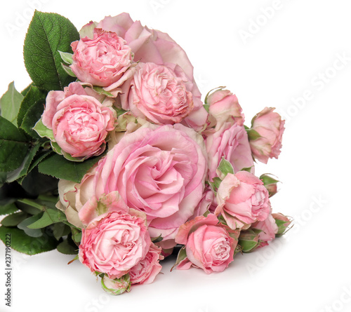 Beautiful bouquet of roses on white background