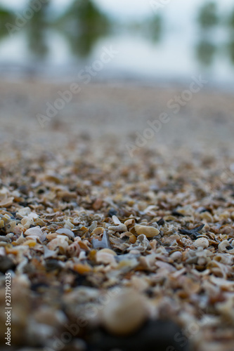 Wallpaper Mural Seashell on the floor, tropical beach. Torontodigital.ca