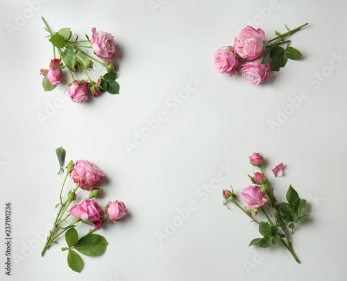 Beautiful pink roses on white background