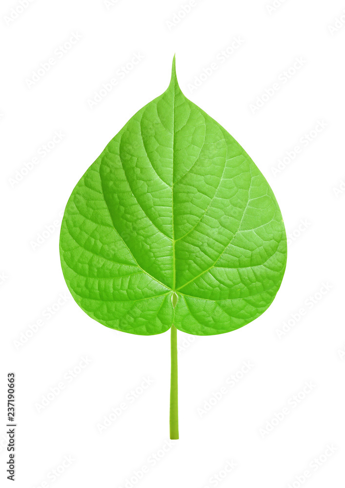 Green Leaf Isolated on White