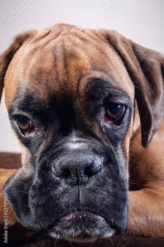 Close-up on a Boxer's head 