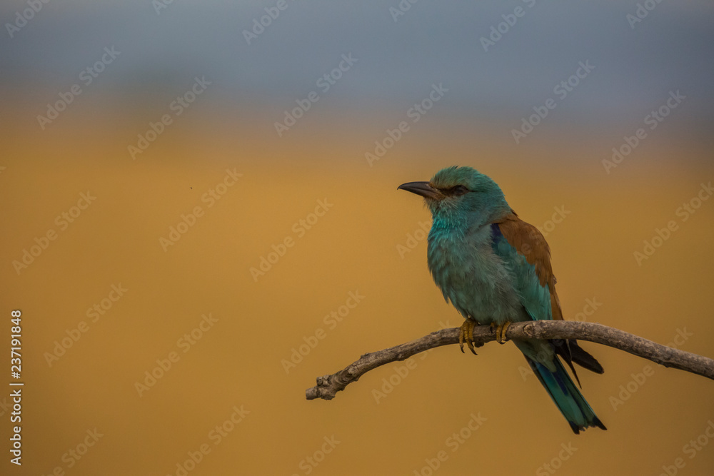 Obraz premium European roller in Montgai, Lleida, Spain