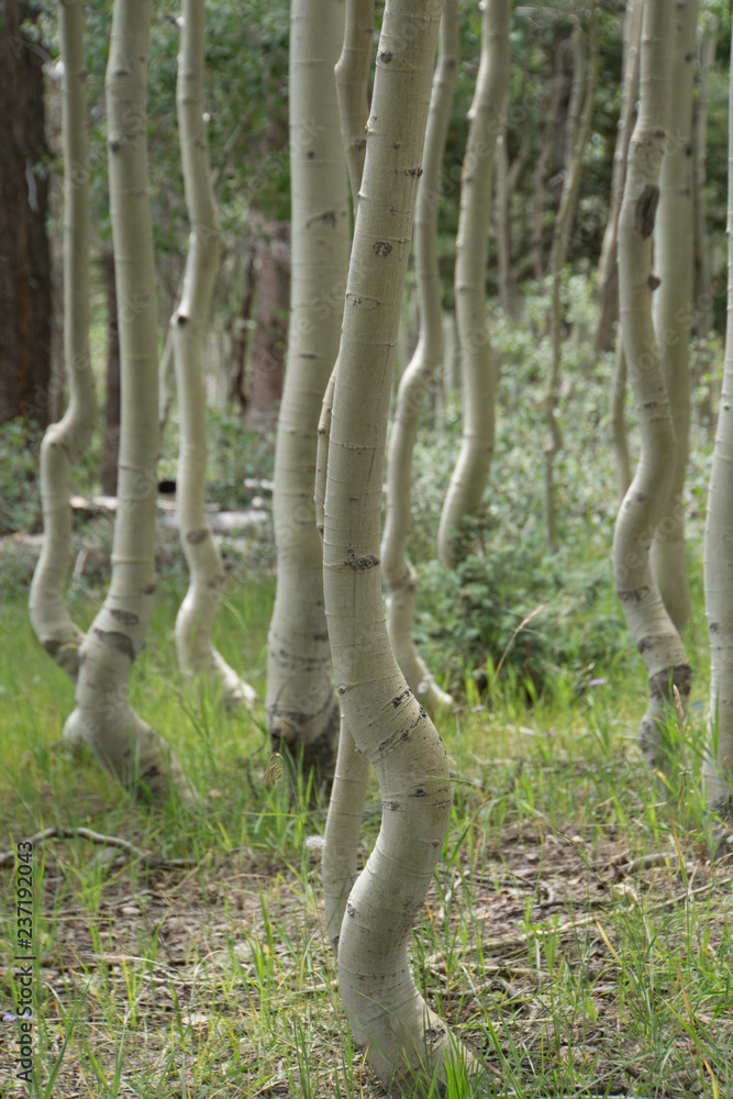 aspen trees aspen trees