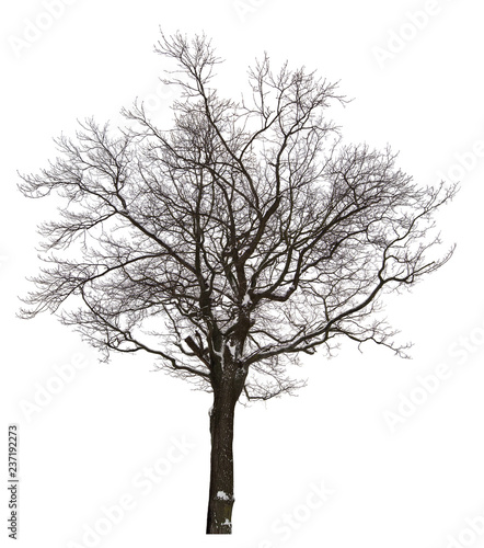 bare isolated tree in light snow