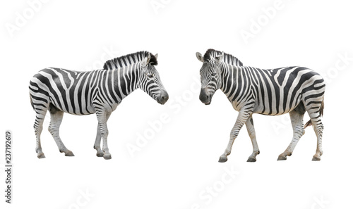 Fototapeta Naklejka Na Ścianę i Meble -  zebra isolated on white