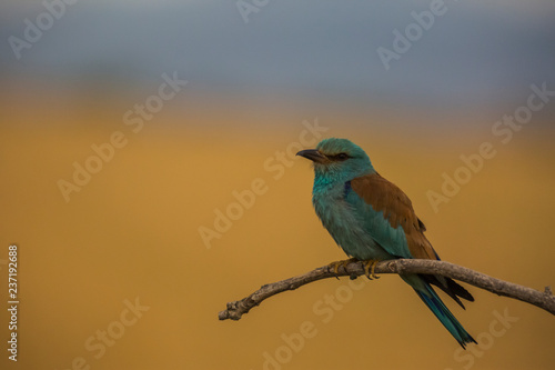 European roller in Montgai, Lleida, Spain © Alberto Gonzalez 