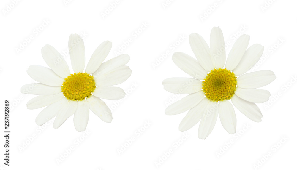 Fototapeta premium Set of white daisy flowers