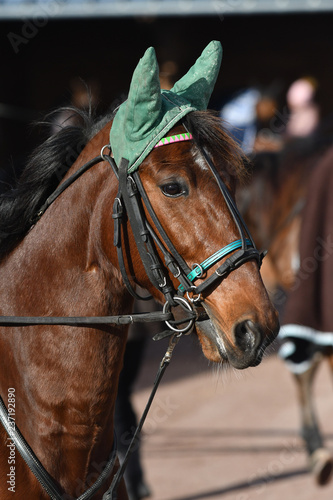 Fototapeta Naklejka Na Ścianę i Meble -  tête de cheval de course