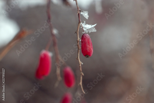 Red berries of barberry on a winter day.
