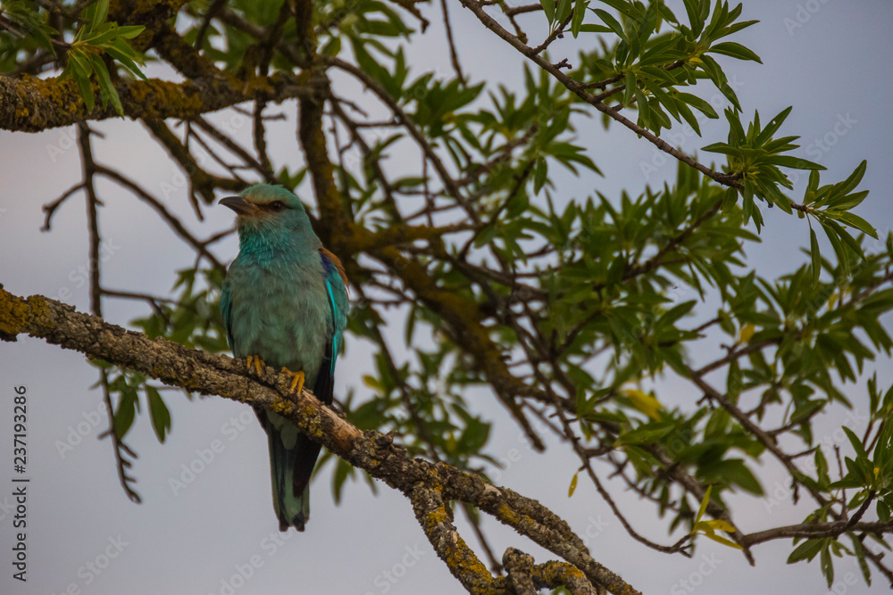 Fototapeta premium European roller in Montgai, Lleida, Spain
