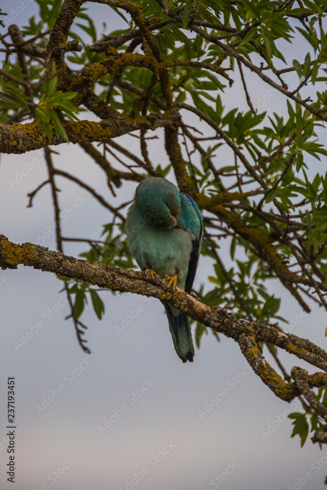 European roller in Montgai, Lleida, Spain European roller in Montgai, Lleida, Spain