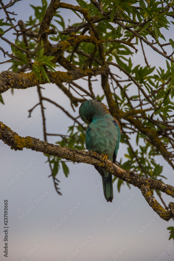 European roller in Montgai, Lleida, Spain European roller in Montgai, Lleida, Spain
