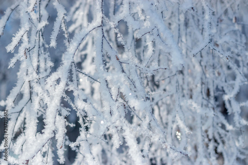 Travel photo: fluffy branches in the snow on a frosty winter day. Landscape in white and blue tones in Siberia.