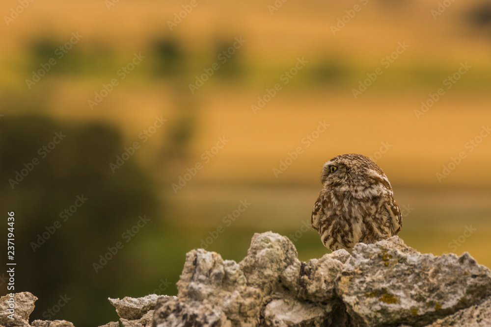 Little owl in Montgai, Lleida, Spain Little owl in Montgai, Lleida, Spain