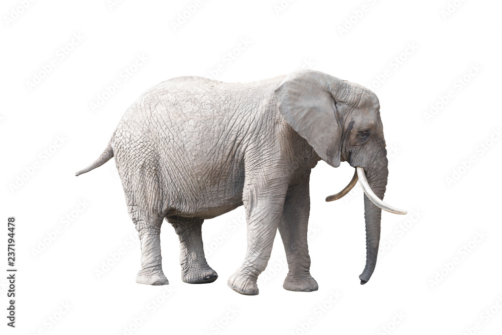 Fototapeta premium African elephant isolated on white background