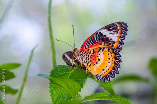 Beautiful butterfly in nature. © gee1999