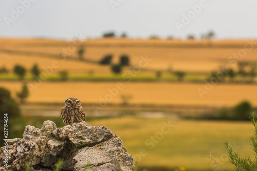 Little owl in Montgai, Lleida, Spain photo