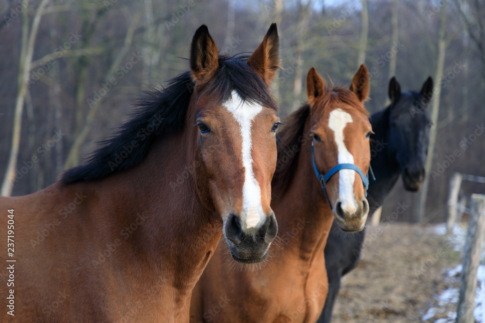 Fototapeta premium Three horses on the snowy meadow