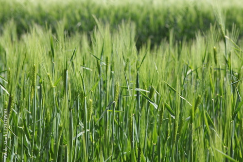 Close up of green wheat in field