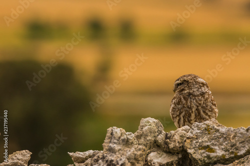Little owl in Montgai, Lleida, Spain