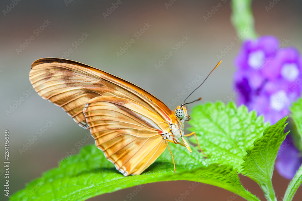 Fototapeta premium Beautiful butterfly in nature.