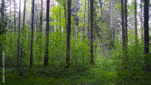 Grünerwald2