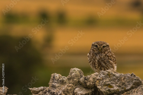 Little owl in Montgai, Lleida, Spain