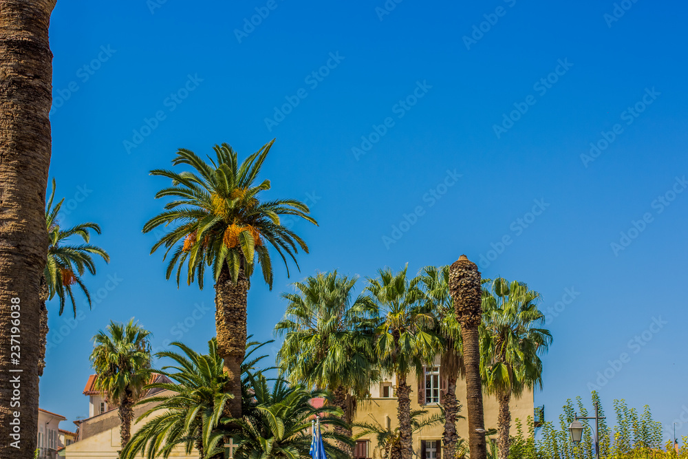 palm alley south tropic city street park outdoor landmark scenery view with bright vivid blue sky in clear summer weather time