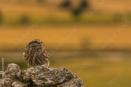Little Owl in Montgai, Lleida, Spain