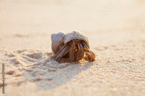 Small hermit crab in the sand of the island Koh Mook, Thailand