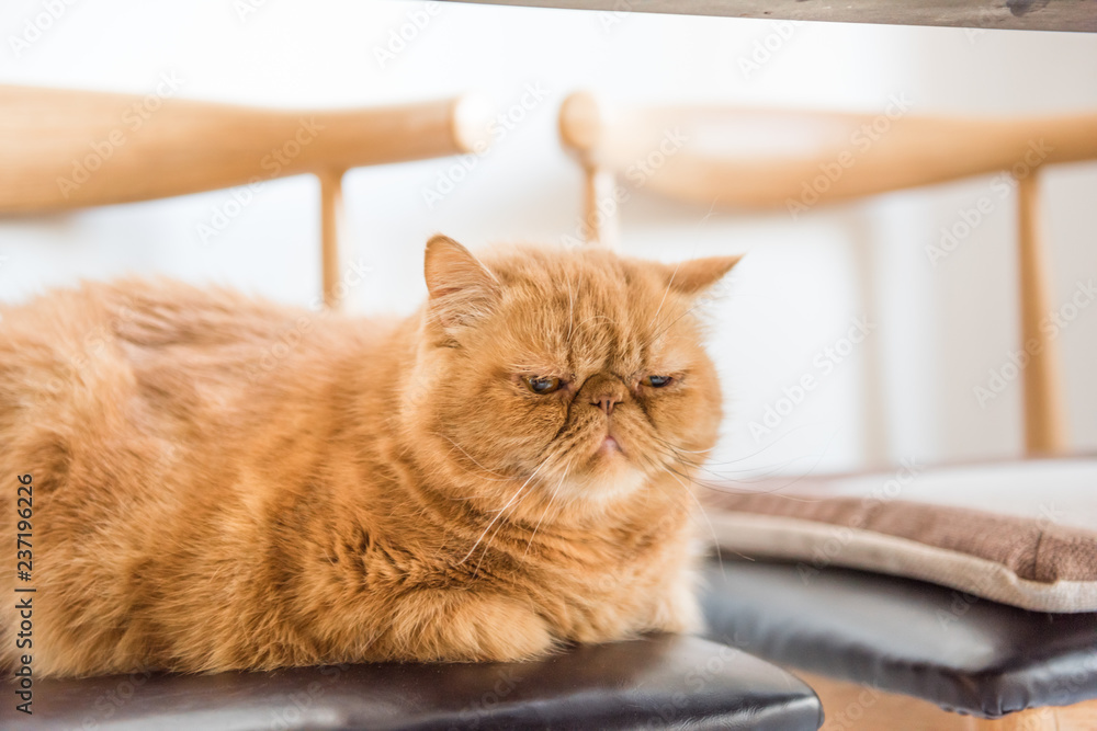Garfield cat resting on a chair