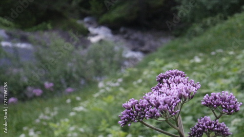 blumefokus