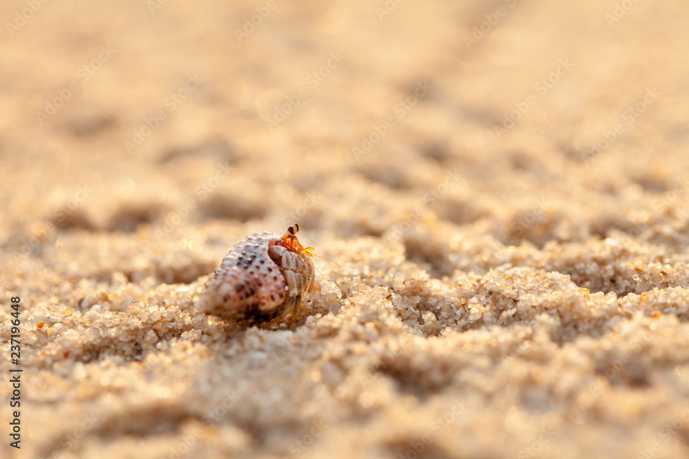 Small hermit crab in the sand of the island Koh Mook, Thailand