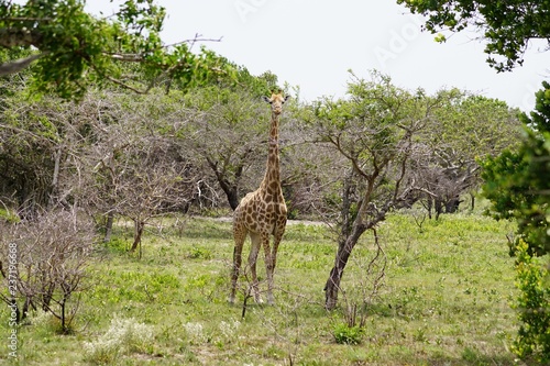 Photos giraffe in Maputo Special Reserve Mozambique Africa