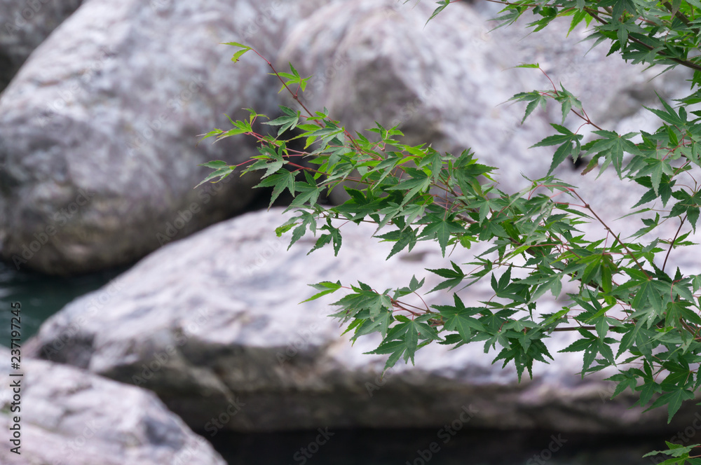 Green leaf of Japanese maple. Green leaf of Japanese maple.