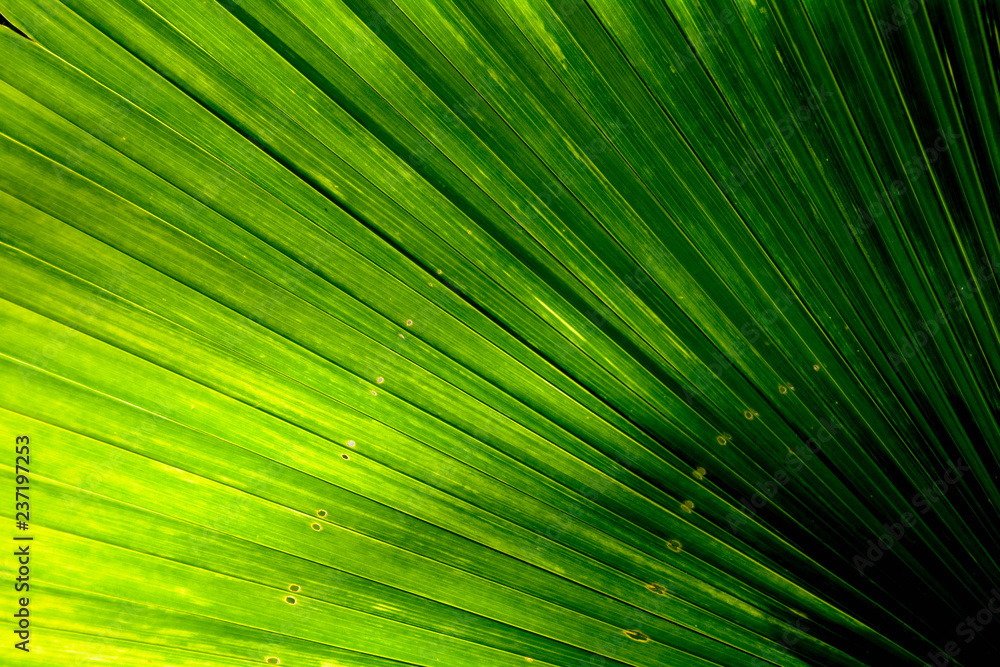 Obraz premium Lines and textures of Green Palm leaves